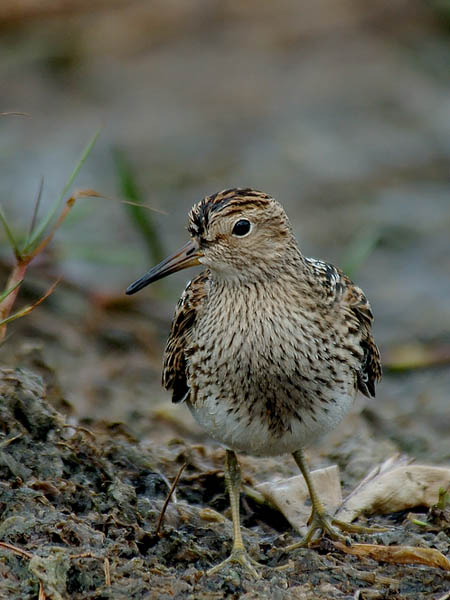 Palsasirri, Pectoral Sandpiper, Calidris melanotos